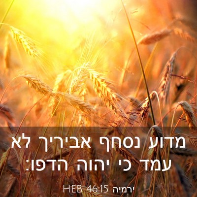Picture 03 - ירמיה 46:15 HEB - מדוע נסחף אביריך לא עמד כי - Bible Verse Picture