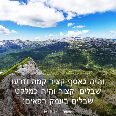 Picture 03 - ישעיה 17:5 HEB - והיה כאסף קציר קמה וזרעו - Bible Verse Picture