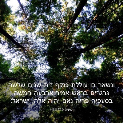 Picture 03 - ישעיה 17:6 HEB - ונשאר בו עוללת כנקף זית - Bible Verse Picture