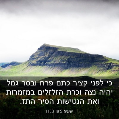 Picture 03 - ישעיה 18:5 HEB - כי לפני קציר כתם פרח ובסר - Bible Verse Picture