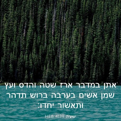 Picture 03 - ישעיה 41:19 HEB - אתן במדבר ארז שטה והדס ועץ - Bible Verse Picture
