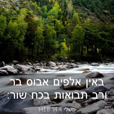 Picture 03 - משלי 14:4 HEB - באין אלפים אבוס בר ורב - Bible Verse Picture