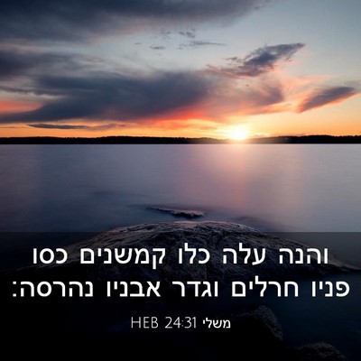 Picture 03 - משלי 24:31 HEB - והנה עלה כלו קמשנים כסו - Bible Verse Picture