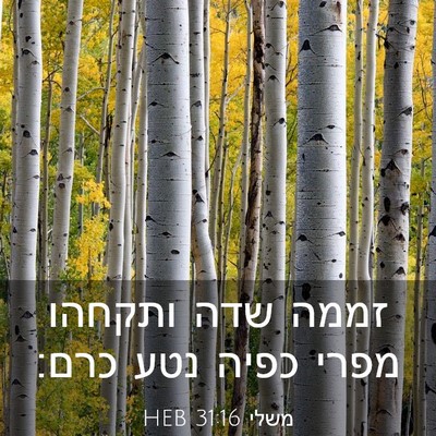 Picture 03 - משלי 31:16 HEB - זממה שדה ותקחהו מפרי כפיה - Bible Verse Picture