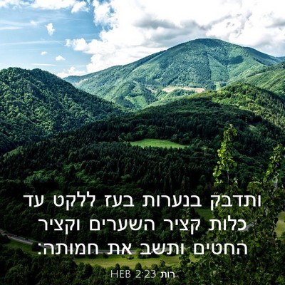 Picture 03 - רות 2:23 HEB - ותדבק בנערות בעז ללקט עד - Bible Verse Picture