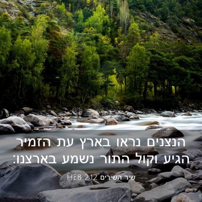 Picture 03 - שיר השירים 2:12 HEB - הנצנים נראו בארץ עת הזמיר - Bible Verse Picture