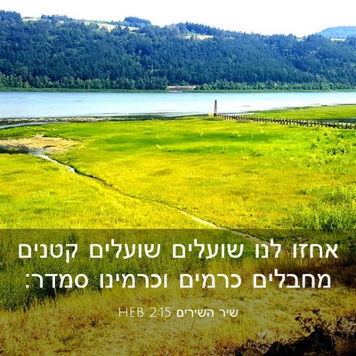 Picture 03 - שיר השירים 2:15 HEB - אחזו לנו שועלים שועלים - Bible Verse Picture