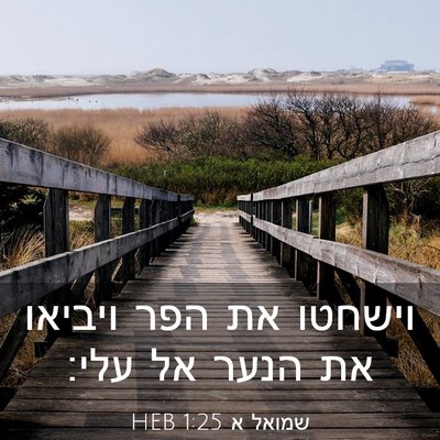 Picture 03 - שמואל א 1:25 HEB - וישחטו את הפר ויביאו את - Bible Verse Picture