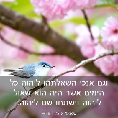 Picture 03 - שמואל א 1:28 HEB - וגם אנכי השאלתהו ליהוה כל - Bible Verse Picture