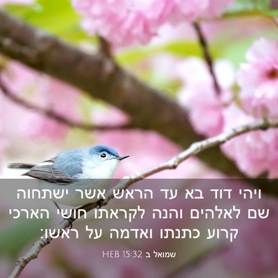 Picture 03 - שמואל ב 15:32 HEB - ויהי דוד בא עד הראש אשר - Bible Verse Picture