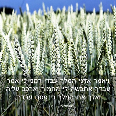 Picture 03 - שמואל ב 19:26 HEB - ויאמר אדני המלך עבדי רמני - Bible Verse Picture