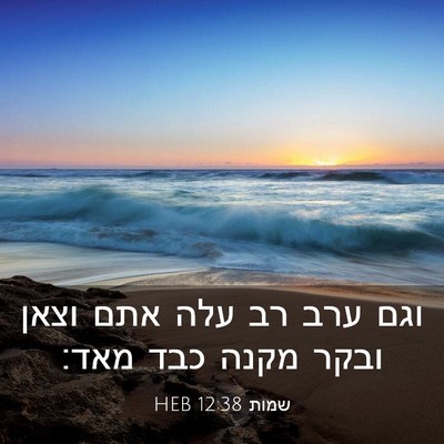 Picture 03 - שמות 12:38 HEB - וגם ערב רב עלה אתם וצאן - Bible Verse Picture