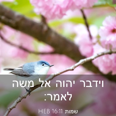 Picture 03 - שמות 16:11 HEB - וידבר יהוה אל משה - Bible Verse Picture