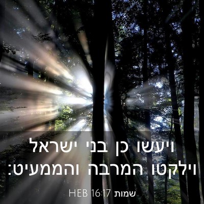 Picture 03 - שמות 16:17 HEB - ויעשו כן בני ישראל וילקטו - Bible Verse Picture