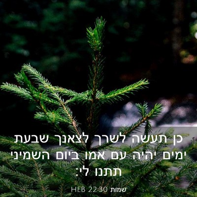 Picture 03 - שמות 22:30 HEB - כן תעשה לשרך לצאנך שבעת - Bible Verse Picture