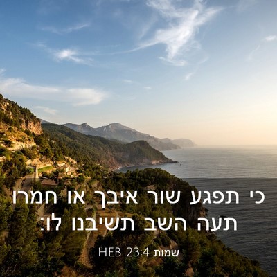 Picture 03 - שמות 23:4 HEB - כי תפגע שור איבך או חמרו - Bible Verse Picture