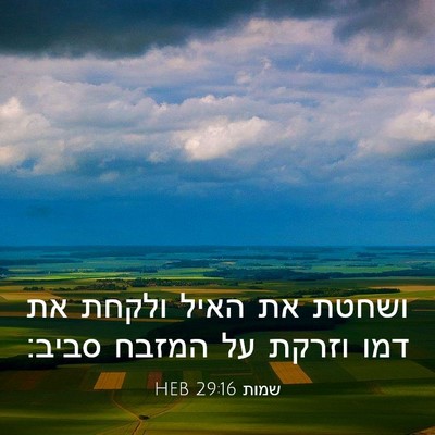 Picture 03 - שמות 29:16 HEB - ושחטת את האיל ולקחת את דמו - Bible Verse Picture