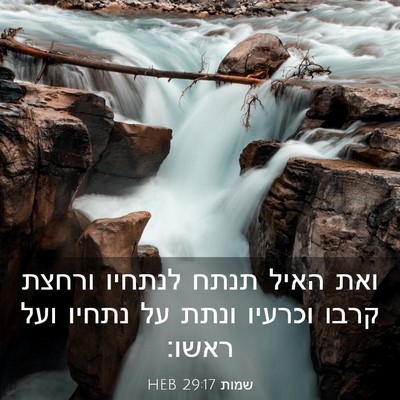 Picture 03 - שמות 29:17 HEB - ואת האיל תנתח לנתחיו ורחצת - Bible Verse Picture