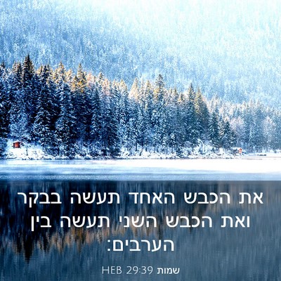 Picture 03 - שמות 29:39 HEB - את הכבש האחד תעשה בבקר ואת - Bible Verse Picture