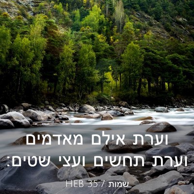 Picture 03 - שמות 35:7 HEB - וערת אילם מאדמים וערת - Bible Verse Picture