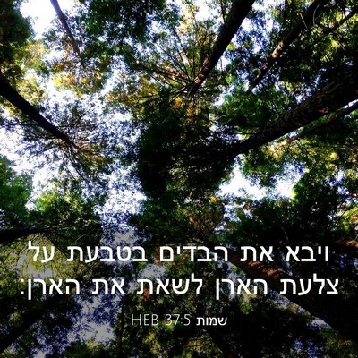 Picture 03 - שמות 37:5 HEB - ויבא את הבדים בטבעת על צלעת - Bible Verse Picture