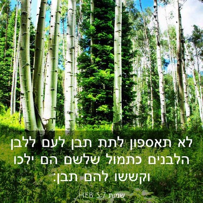 Picture 03 - שמות 5:7 HEB - לא תאספון לתת תבן לעם ללבן - Bible Verse Picture