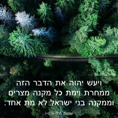 Picture 03 - שמות 9:6 HEB - ויעש יהוה את הדבר הזה ממחרת - Bible Verse Picture