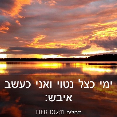 Picture 03 - תהלים 102:11 HEB - ימי כצל נטוי ואני כעשב - Bible Verse Picture