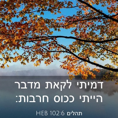 Picture 03 - תהלים 102:6 HEB - דמיתי לקאת מדבר הייתי ככוס - Bible Verse Picture