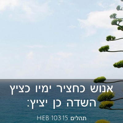 Picture 03 - תהלים 103:15 HEB - אנוש כחציר ימיו כציץ השדה - Bible Verse Picture