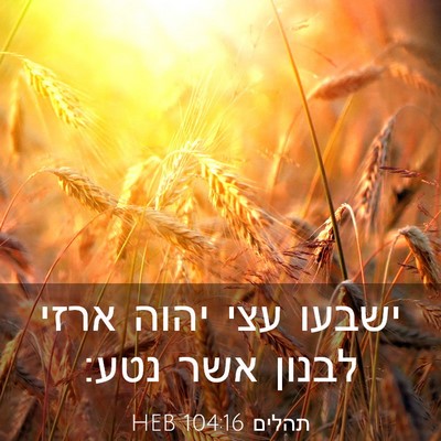 Picture 03 - תהלים 104:16 HEB - ישבעו עצי יהוה ארזי לבנון - Bible Verse Picture