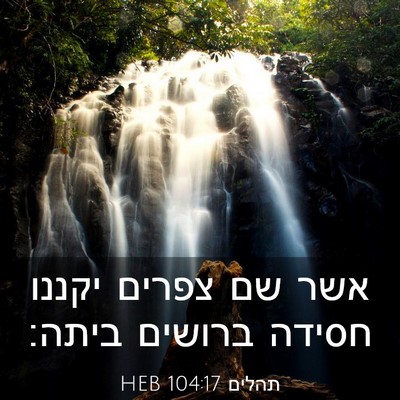 Picture 03 - תהלים 104:17 HEB - אשר שם צפרים יקננו חסידה - Bible Verse Picture