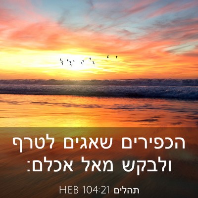Picture 03 - תהלים 104:21 HEB - הכפירים שאגים לטרף ולבקש - Bible Verse Picture