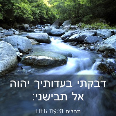 Picture 03 - תהלים 119:31 HEB - דבקתי בעדותיך יהוה אל - Bible Verse Picture