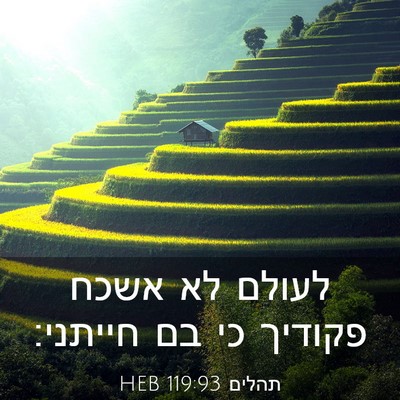 Picture 03 - תהלים 119:93 HEB - לעולם לא אשכח פקודיך כי בם - Bible Verse Picture
