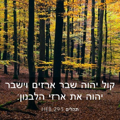 Picture 03 - תהלים 29:5 HEB - קול יהוה שבר ארזים וישבר - Bible Verse Picture