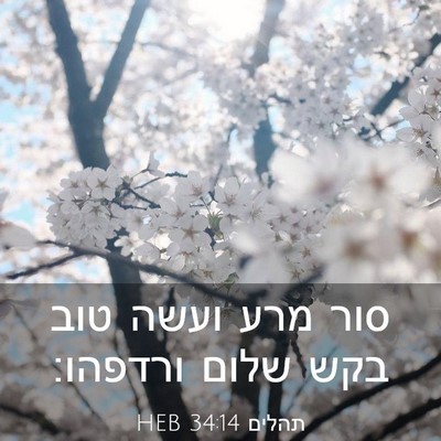 Picture 03 - תהלים 34:14 HEB - סור מרע ועשה טוב בקש שלום - Bible Verse Picture