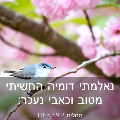 Picture 03 - תהלים 39:2 HEB - נאלמתי דומיה החשיתי מטוב - Bible Verse Picture