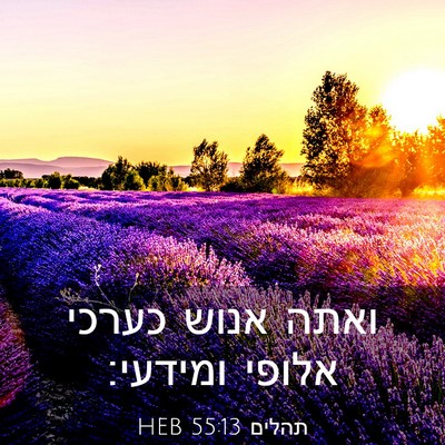 Picture 03 - תהלים 55:13 HEB - ואתה אנוש כערכי אלופי - Bible Verse Picture