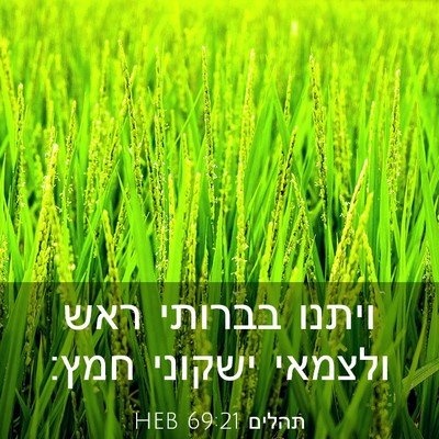 Picture 03 - תהלים 69:21 HEB - ויתנו בברותי ראש ולצמאי - Bible Verse Picture