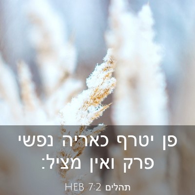 Picture 03 - תהלים 7:2 HEB - פן יטרף כאריה נפשי פרק ואין - Bible Verse Picture