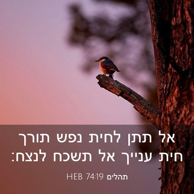 Picture 03 - תהלים 74:19 HEB - אל תתן לחית נפש תורך חית - Bible Verse Picture