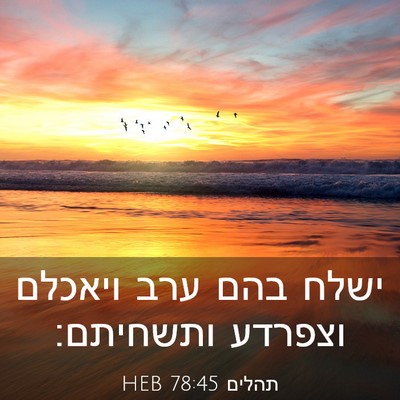 Picture 03 - תהלים 78:45 HEB - ישלח בהם ערב ויאכלם וצפרדע - Bible Verse Picture