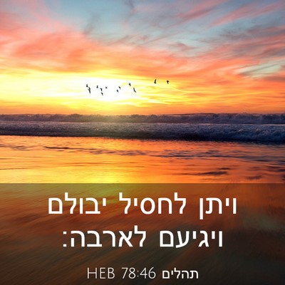 Picture 03 - תהלים 78:46 HEB - ויתן לחסיל יבולם ויגיעם - Bible Verse Picture