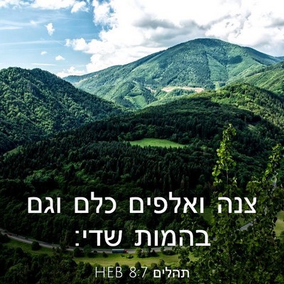Picture 03 - תהלים 8:7 HEB - צנה ואלפים כלם וגם בהמות - Bible Verse Picture