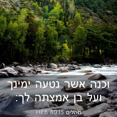 Picture 03 - תהלים 80:15 HEB - וכנה אשר נטעה ימינך ועל בן - Bible Verse Picture