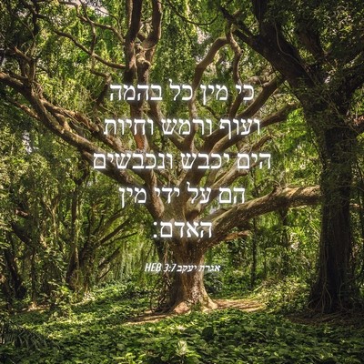 Picture 04 - אגרת יעקב 3:7 HEB - כי מין כל בהמה ועוף ורמש - Bible Verse Picture