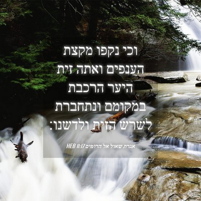 Picture 04 - אגרת שאול אל הרומים 11:17 HEB - וכי נקפו מקצת הענפים ואתה - Bible Verse Picture