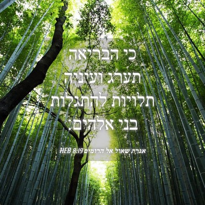 Picture 04 - אגרת שאול אל הרומים 8:19 HEB - כי הבריאה תערג ועיניה - Bible Verse Picture