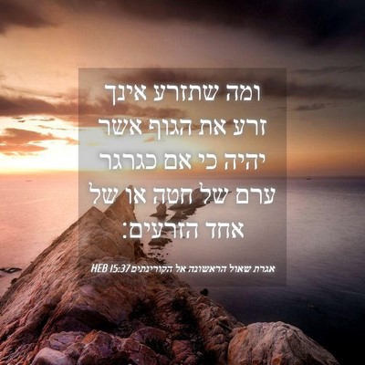 Picture 04 - אגרת שאול הראשונה אל הקורינתים 15:37 HEB - ומה שתזרע אינך זרע את הגוף - Bible Verse Picture